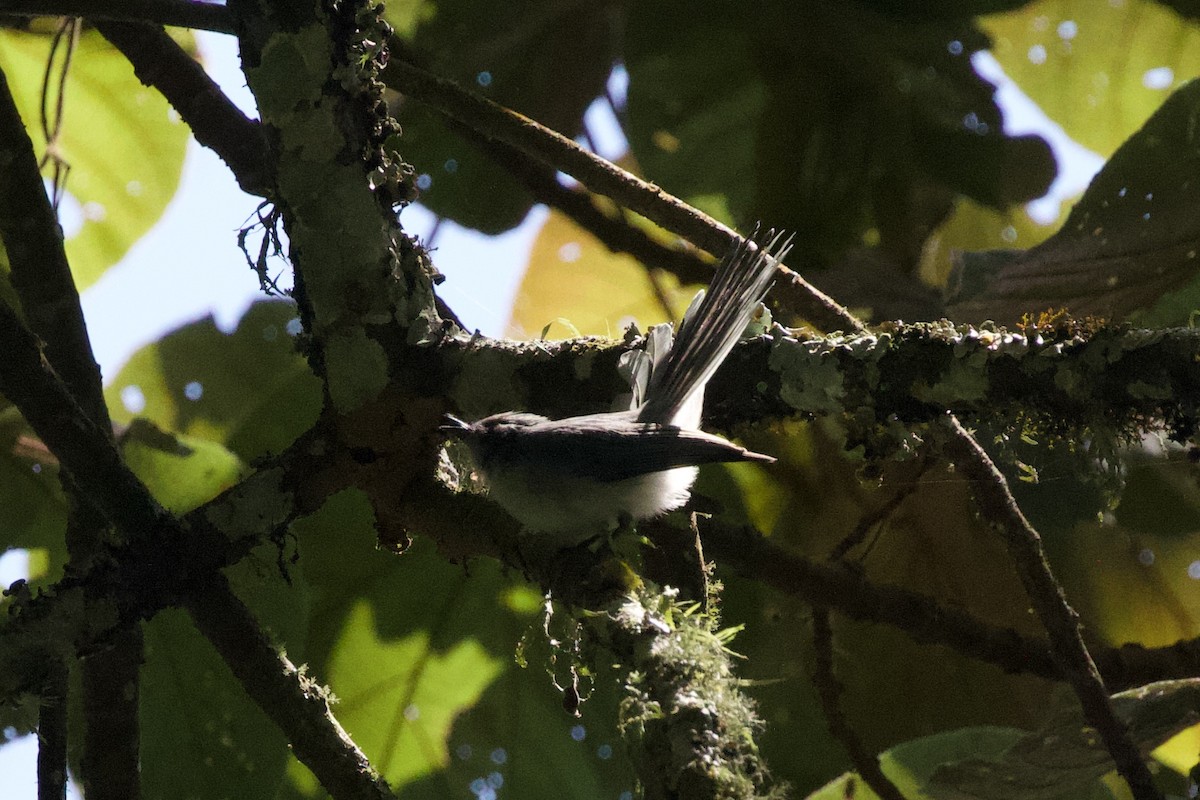 White-bellied Crested Flycatcher - ML599020931