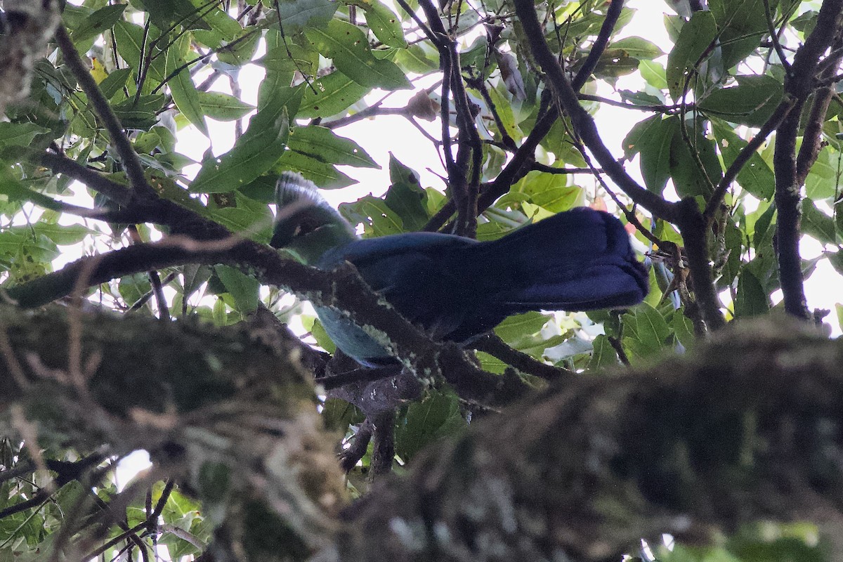 Black-billed Turaco - ML599021191