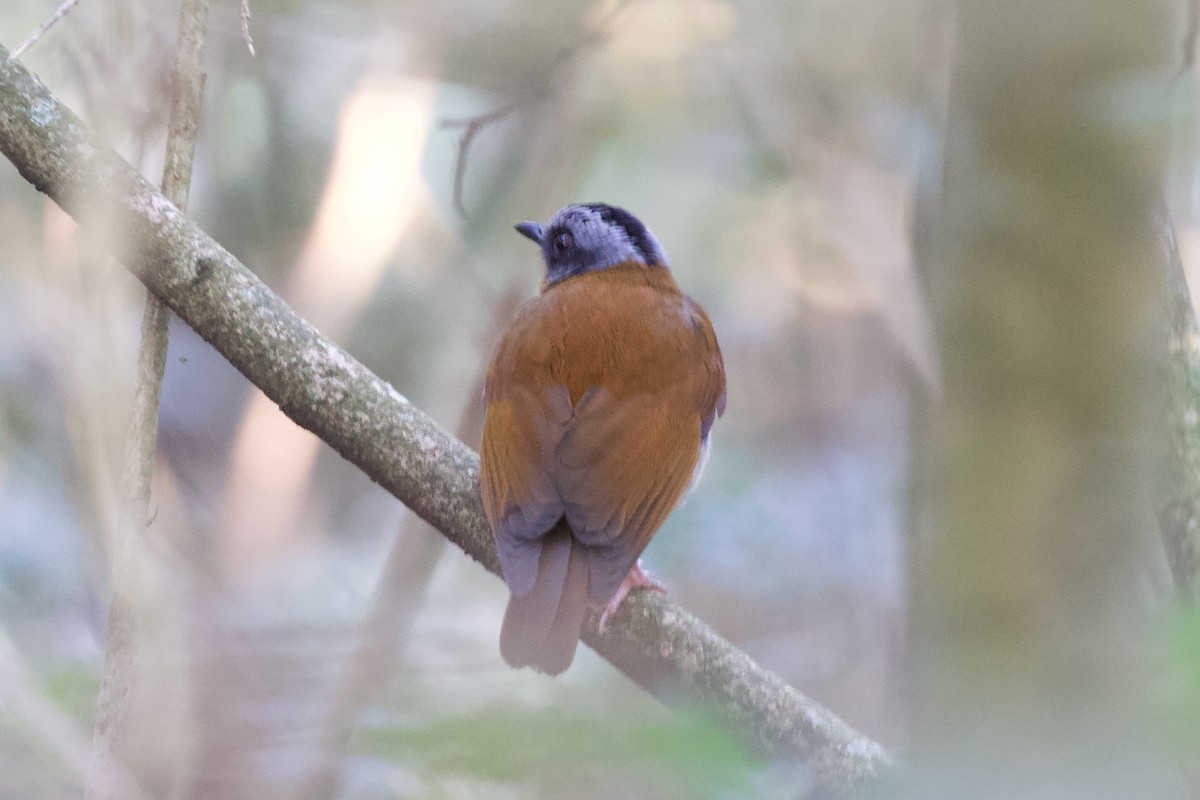 Red-throated Alethe - ML599021521