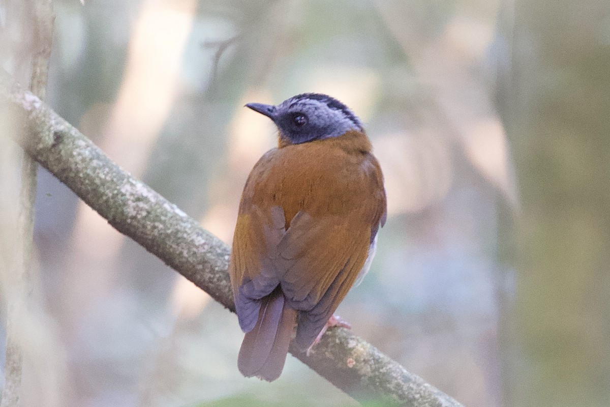 Red-throated Alethe - ML599021531