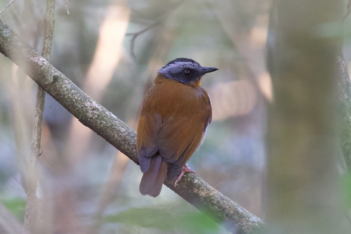 Red-throated Alethe - ML599021541