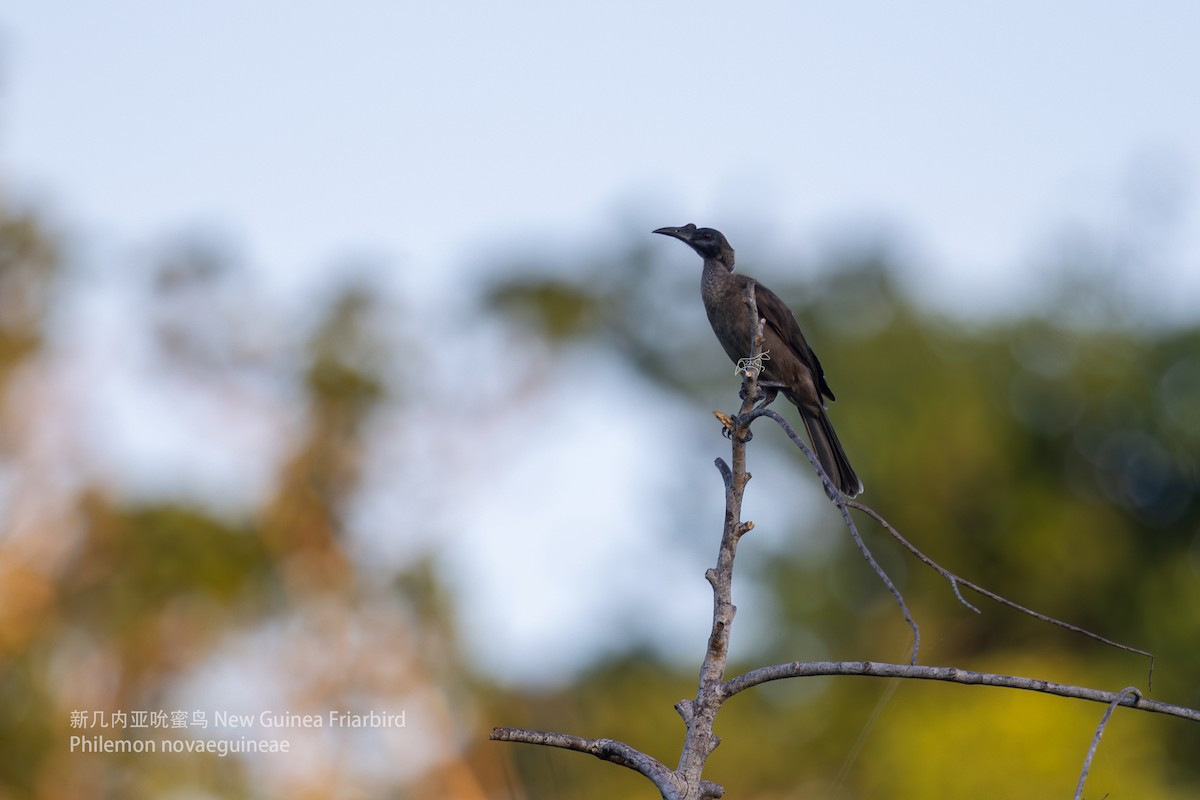 Helmeted Friarbird (New Guinea) - ML599022671