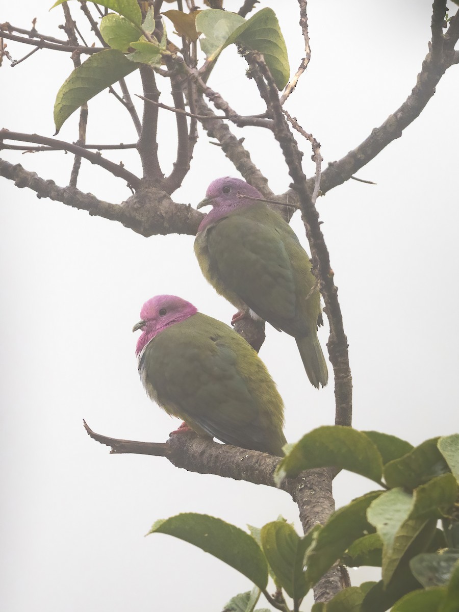 Pink-headed Fruit-Dove - ML599024421