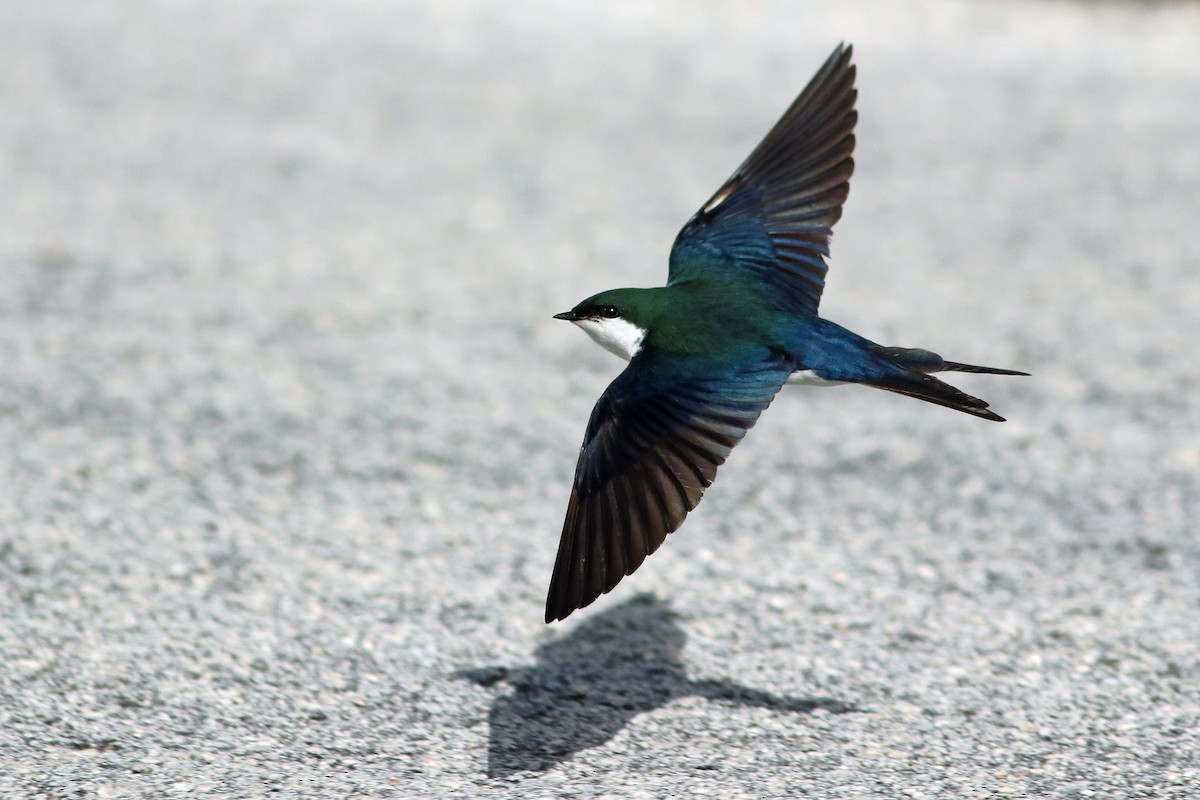 Bahama Swallow - Brendan  Fogarty