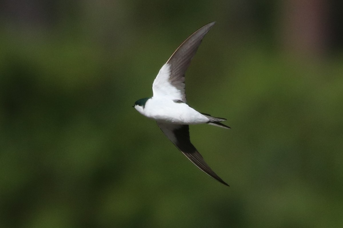 Bahama Swallow - ML59903201