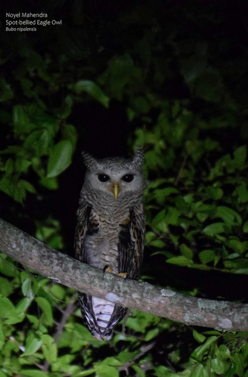 Spot-bellied Eagle-Owl - ML599034381