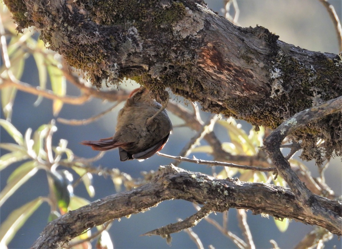 Rusty-crowned Tit-Spinetail - ML599038231