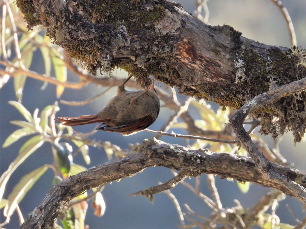 Rusty-crowned Tit-Spinetail - ML599038301