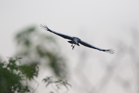 Gray Crowned-Crane - eBird