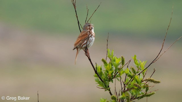 Fox Sparrow (Red) - ML599049111