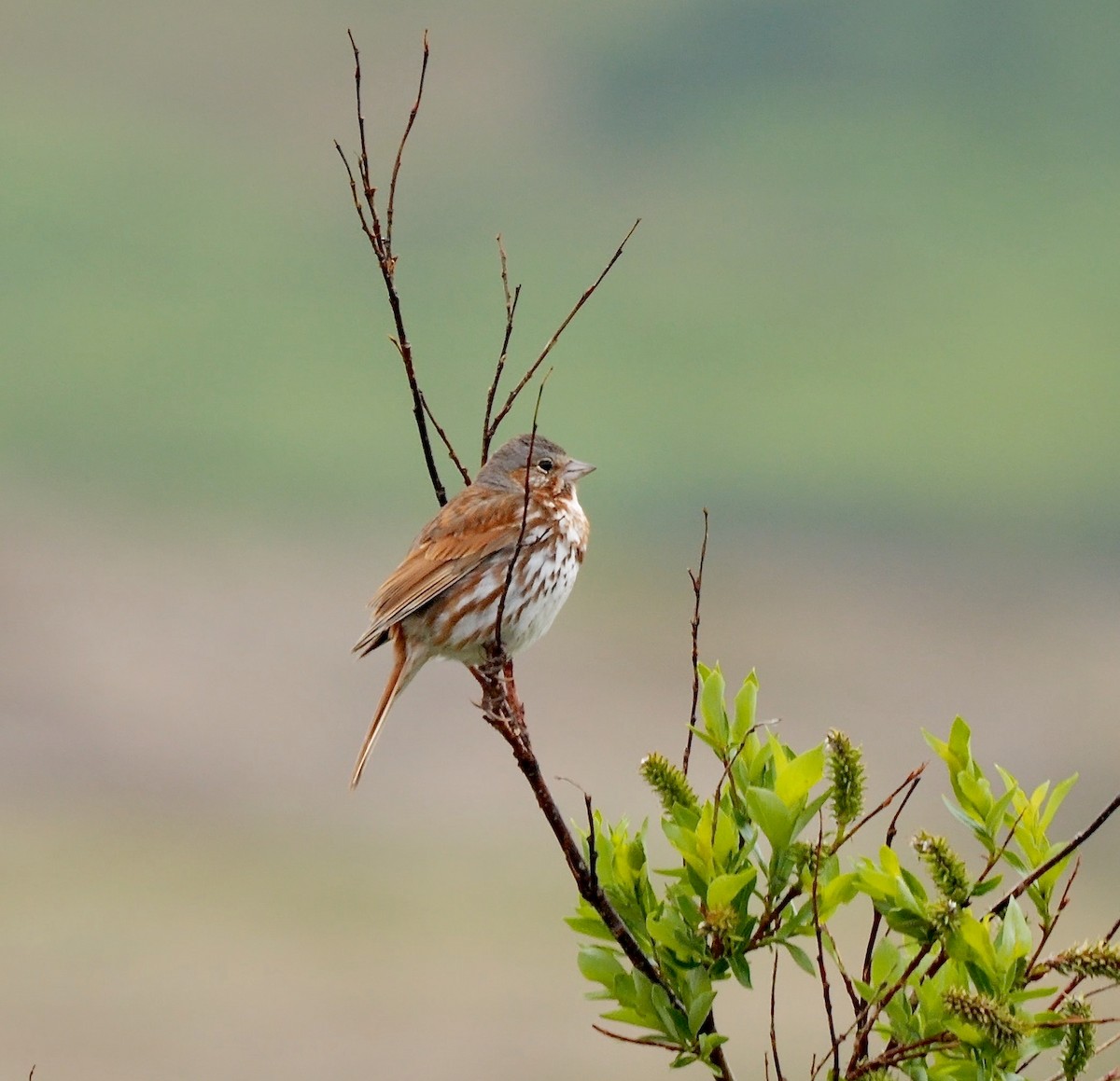 Fox Sparrow (Red) - ML599049551