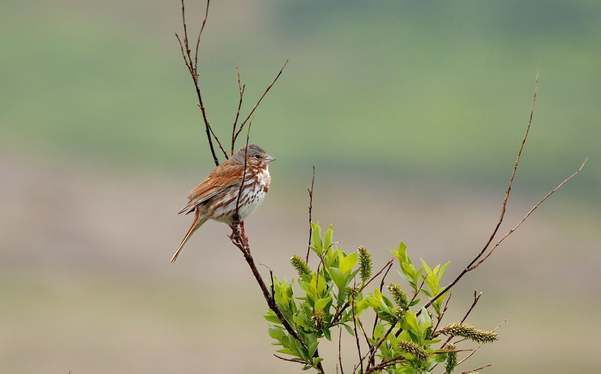 Fox Sparrow (Red) - ML599049561