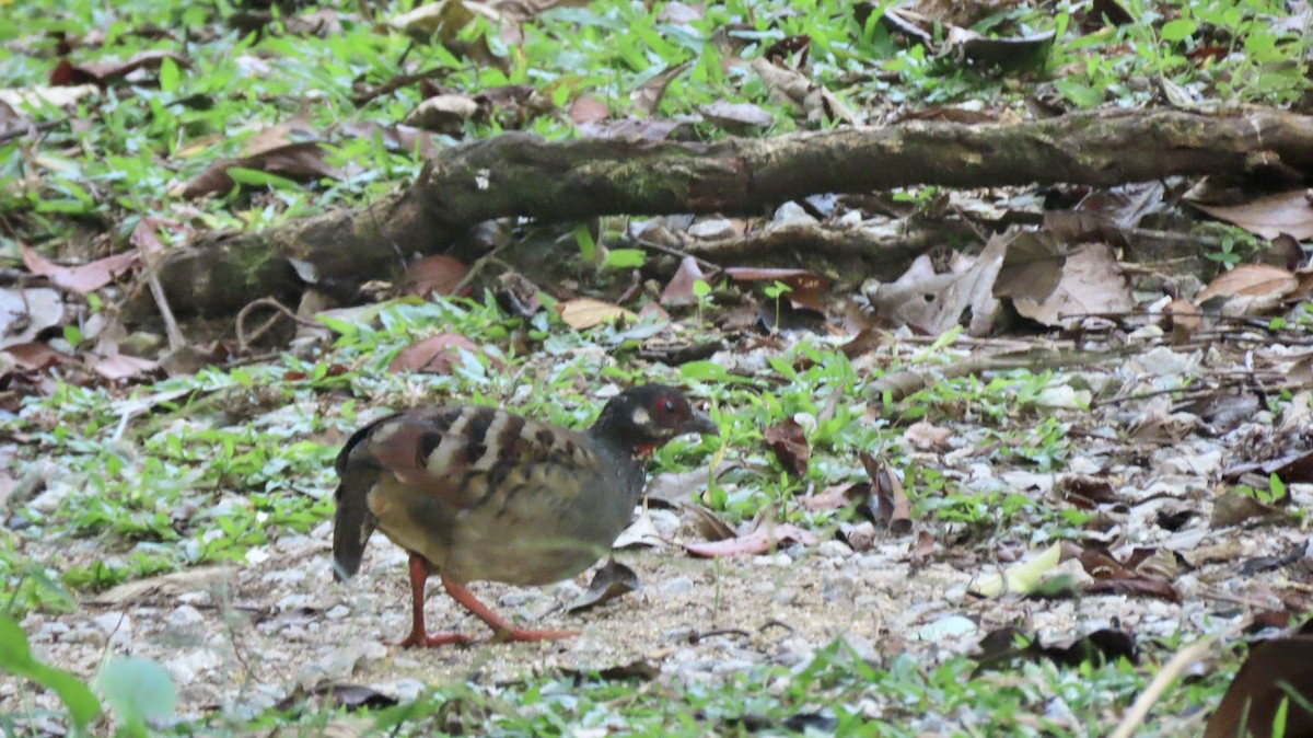 Malayan Partridge - ML599052821