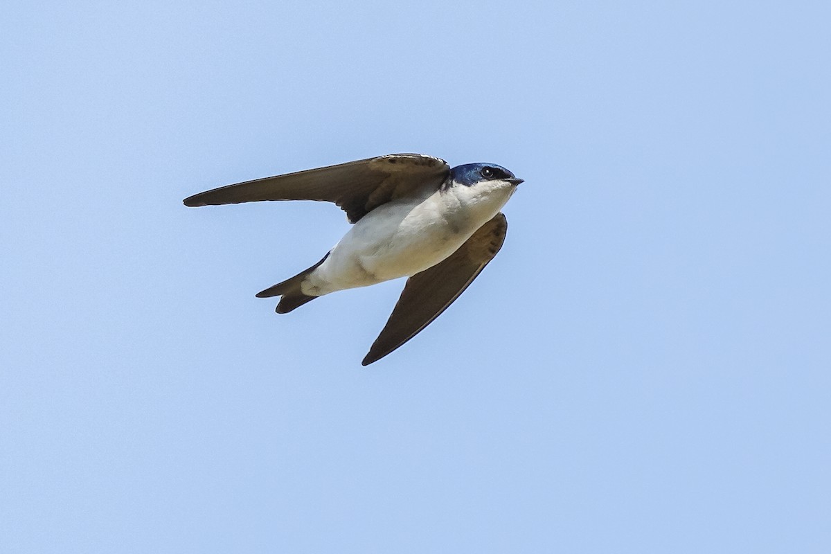 Chilean Swallow - Luis Piñeyrua