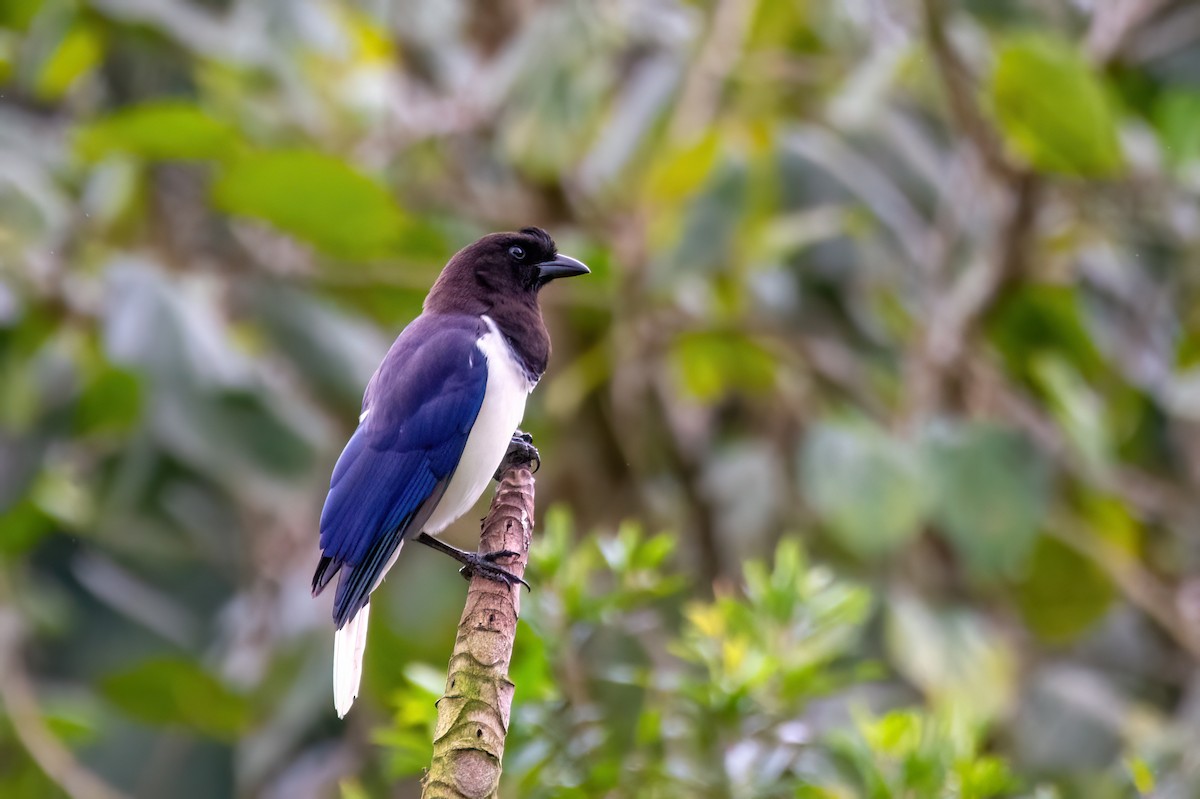 Curl-crested Jay - ML599054241
