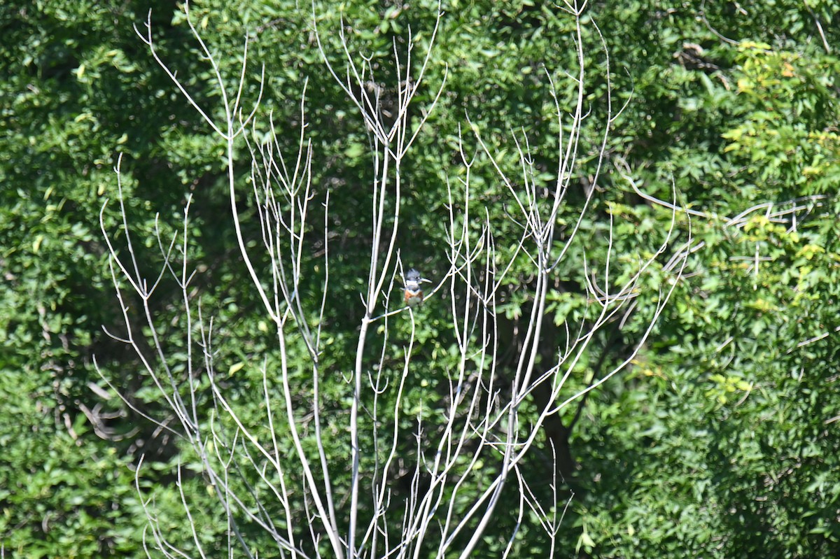 Belted Kingfisher - ML599056971