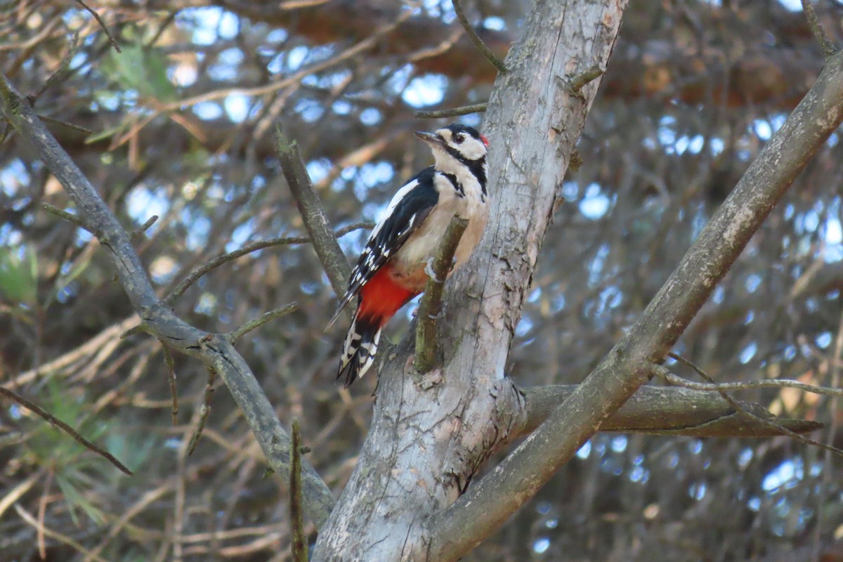 Great Spotted Woodpecker - ML599058081