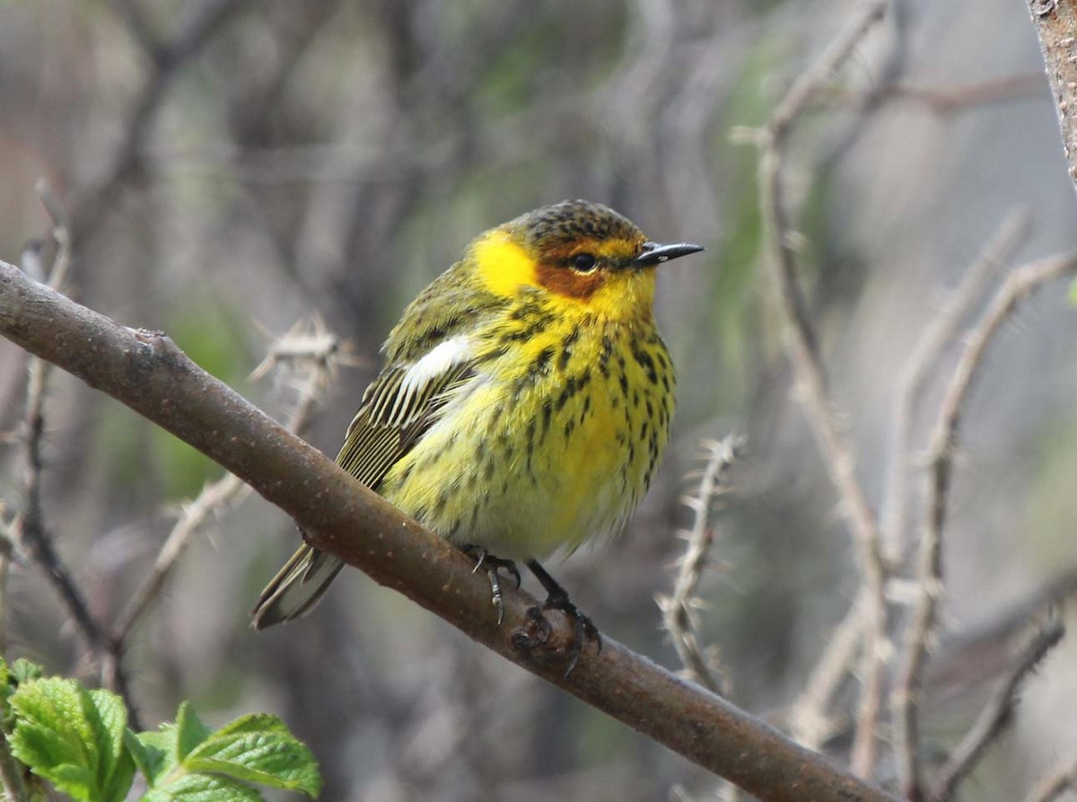 Cape May Warbler - ML59905821
