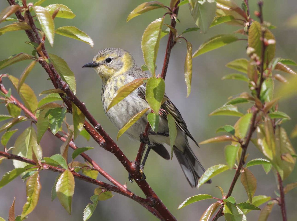 Cape May Warbler - ML59905831