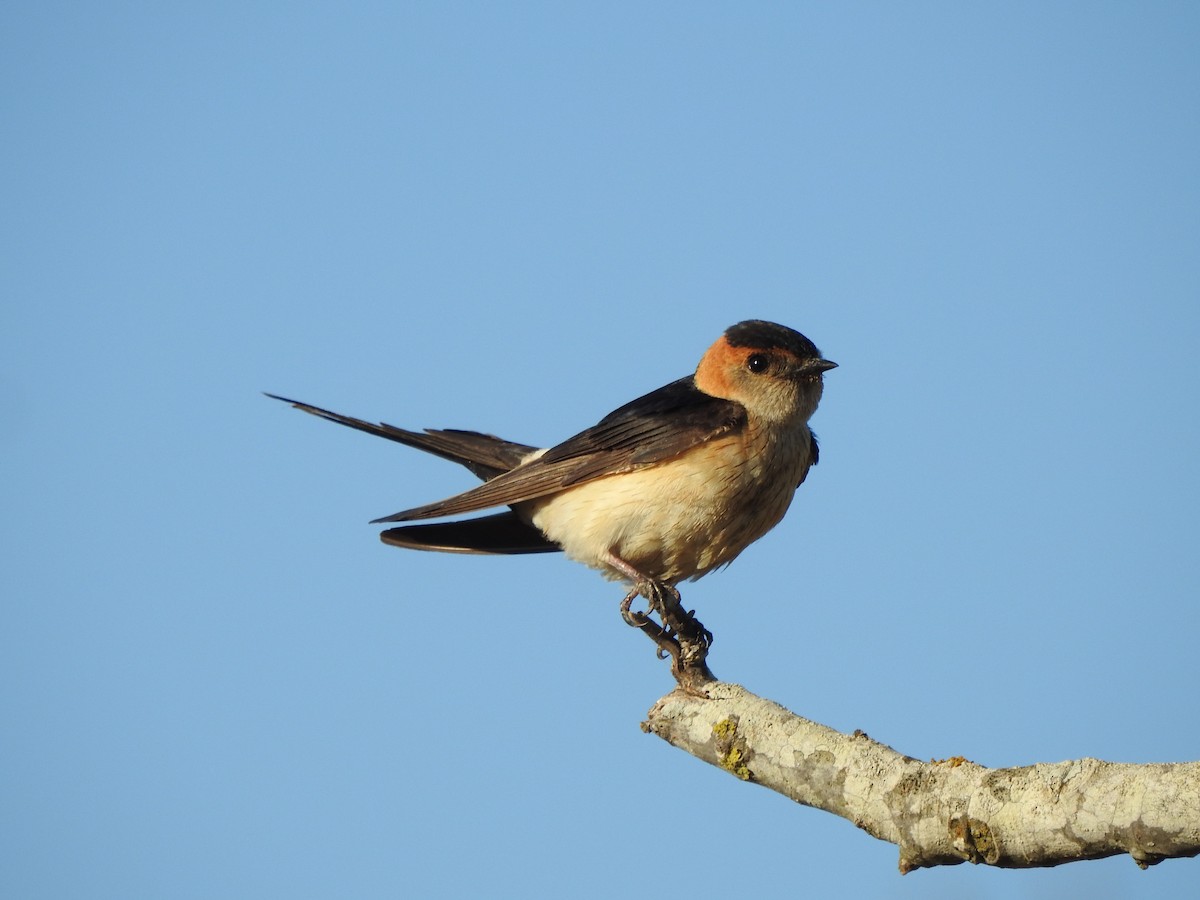 Red-rumped Swallow - ML599059811