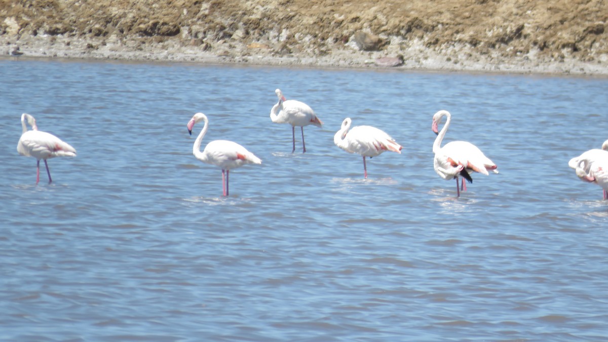 Greater Flamingo - ML599061041