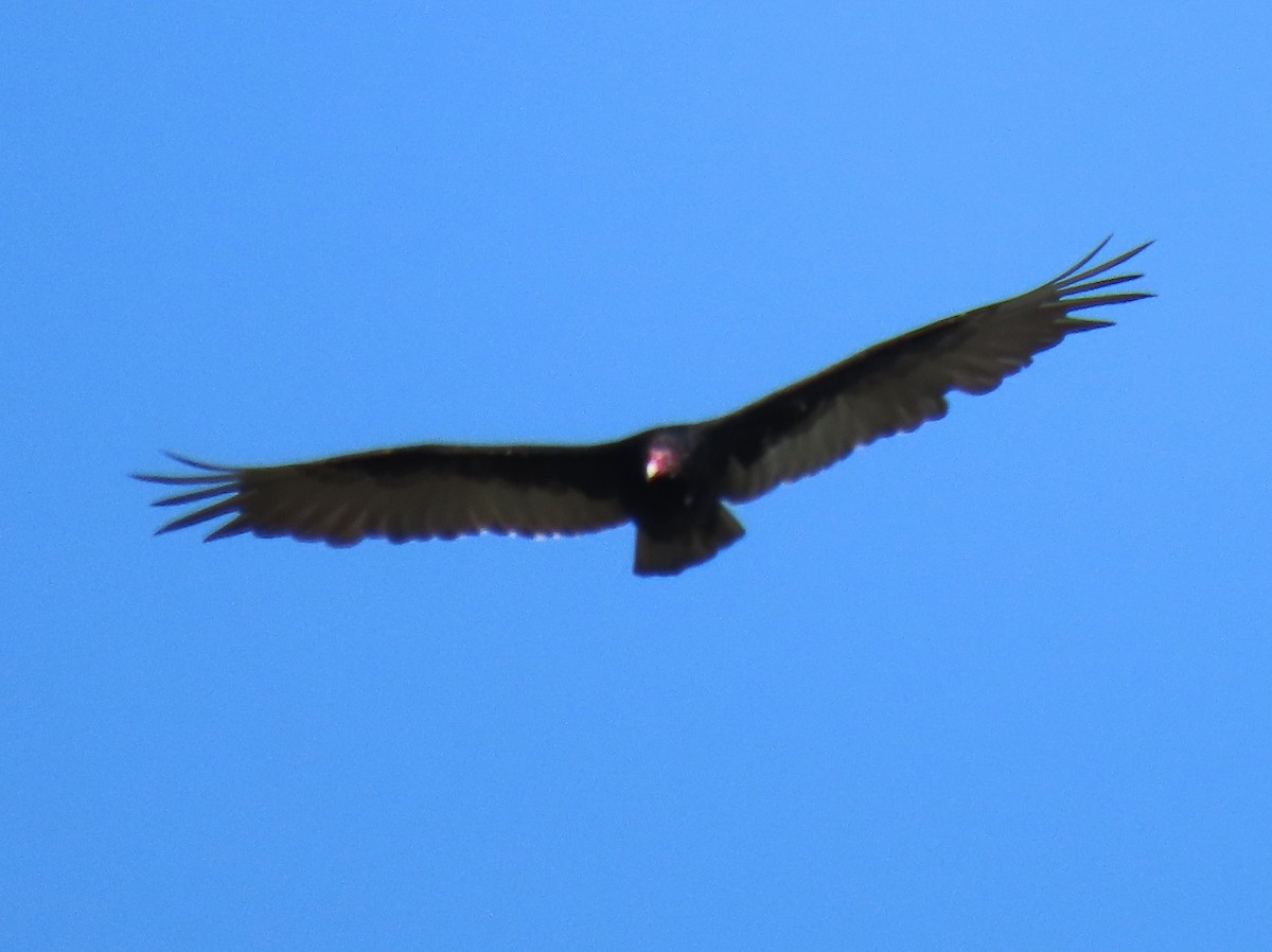 Turkey Vulture - ML599063671