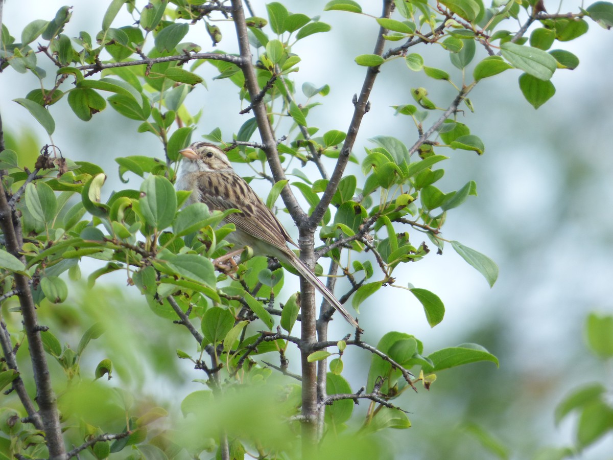 Clay-colored Sparrow - ML599066301