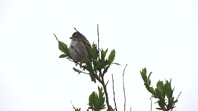 American Tree Sparrow - ML599068641