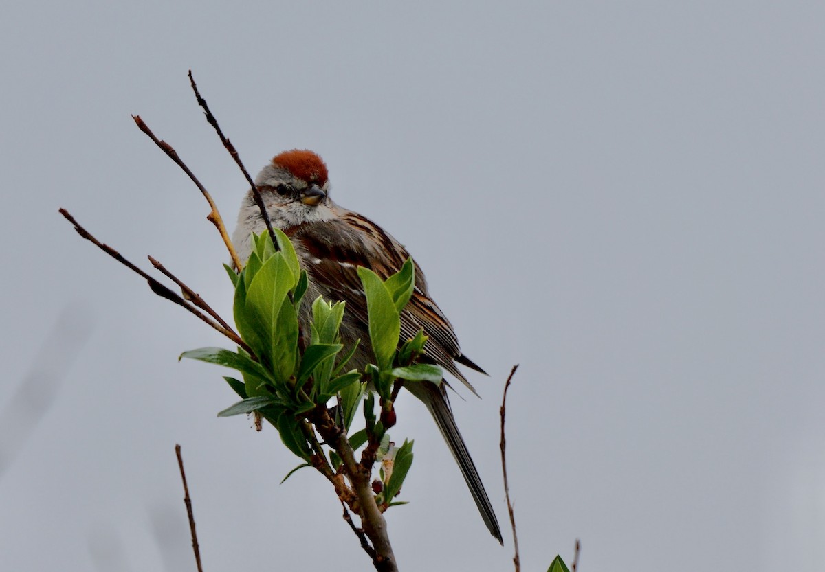 American Tree Sparrow - ML599070621