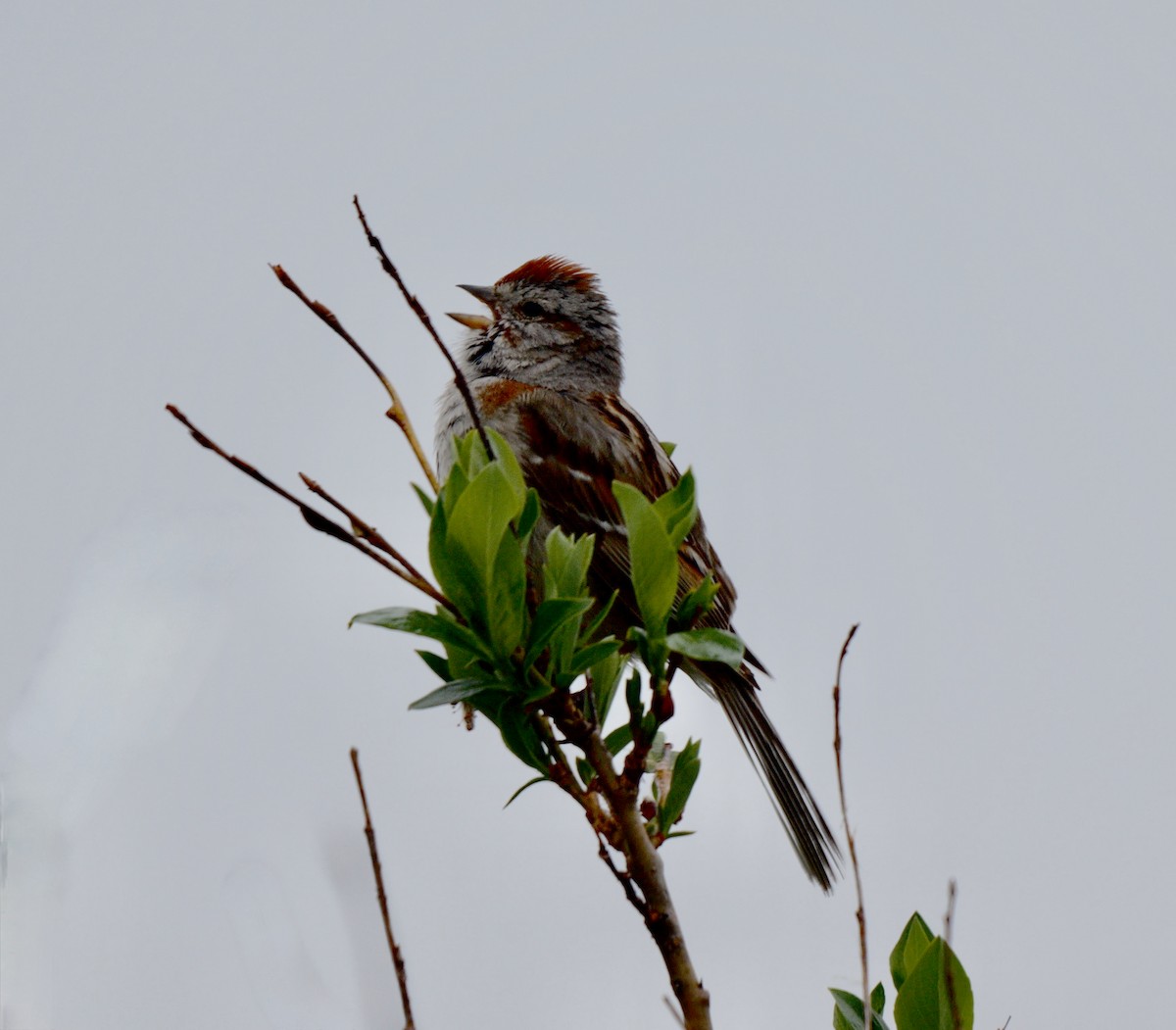 American Tree Sparrow - ML599070631