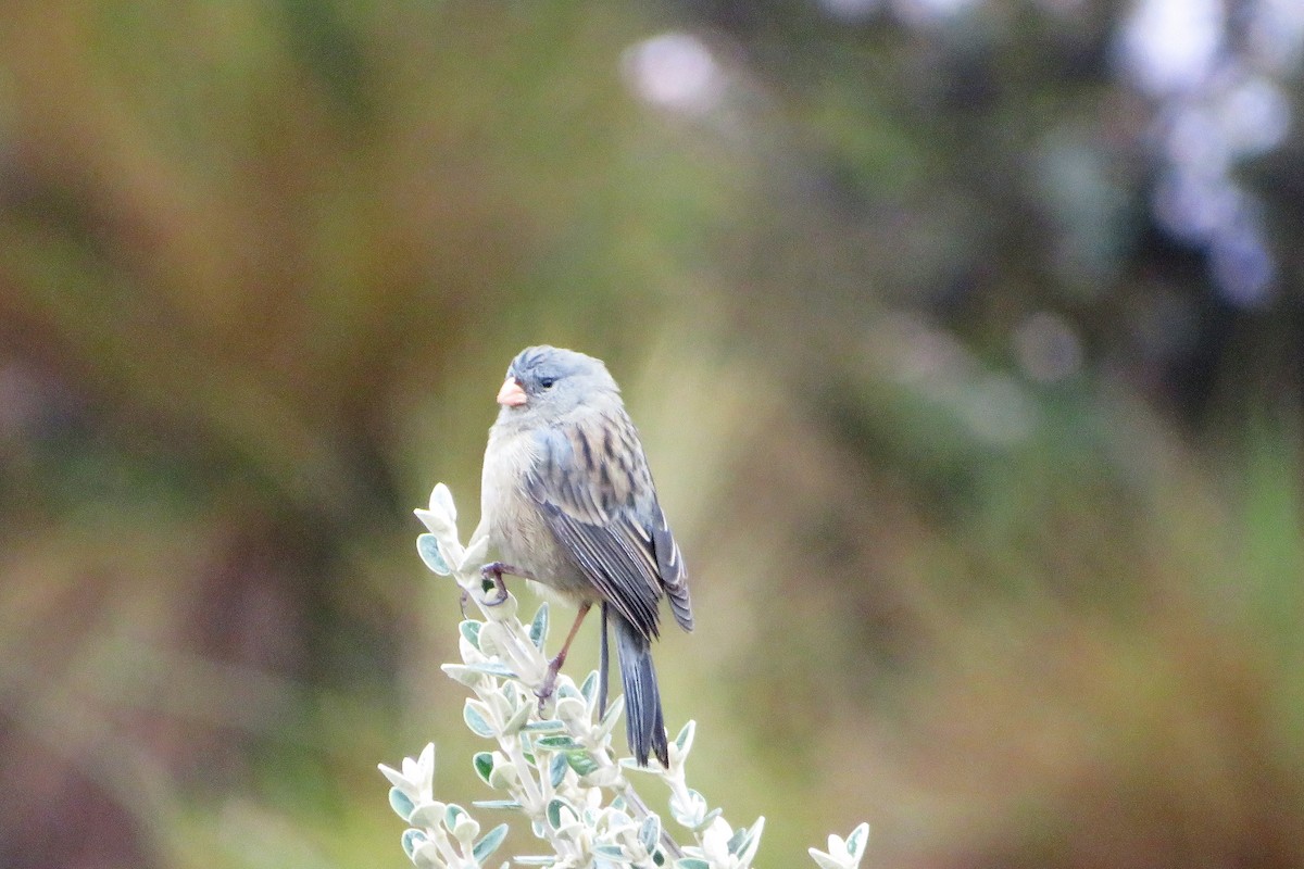 Plain-colored Seedeater - ML599071351