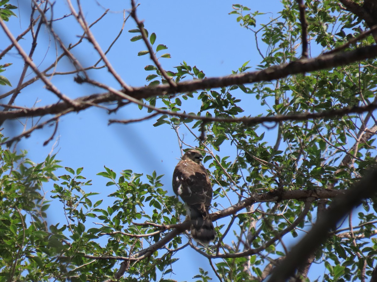 Eurasian Sparrowhawk - ML599071821