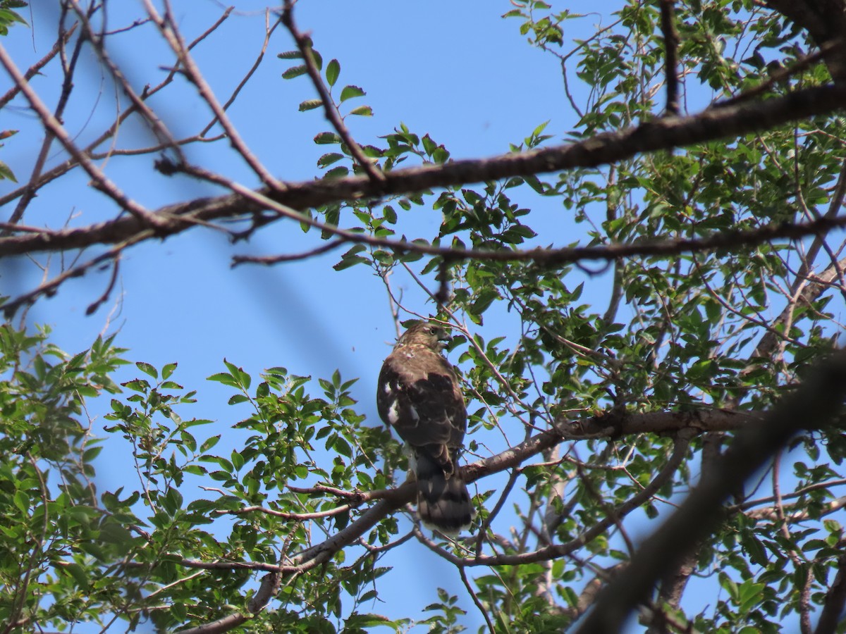 Eurasian Sparrowhawk - ML599071831