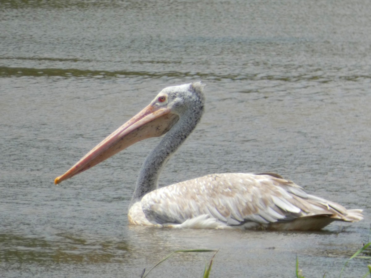 Spot-billed Pelican - ML599073561
