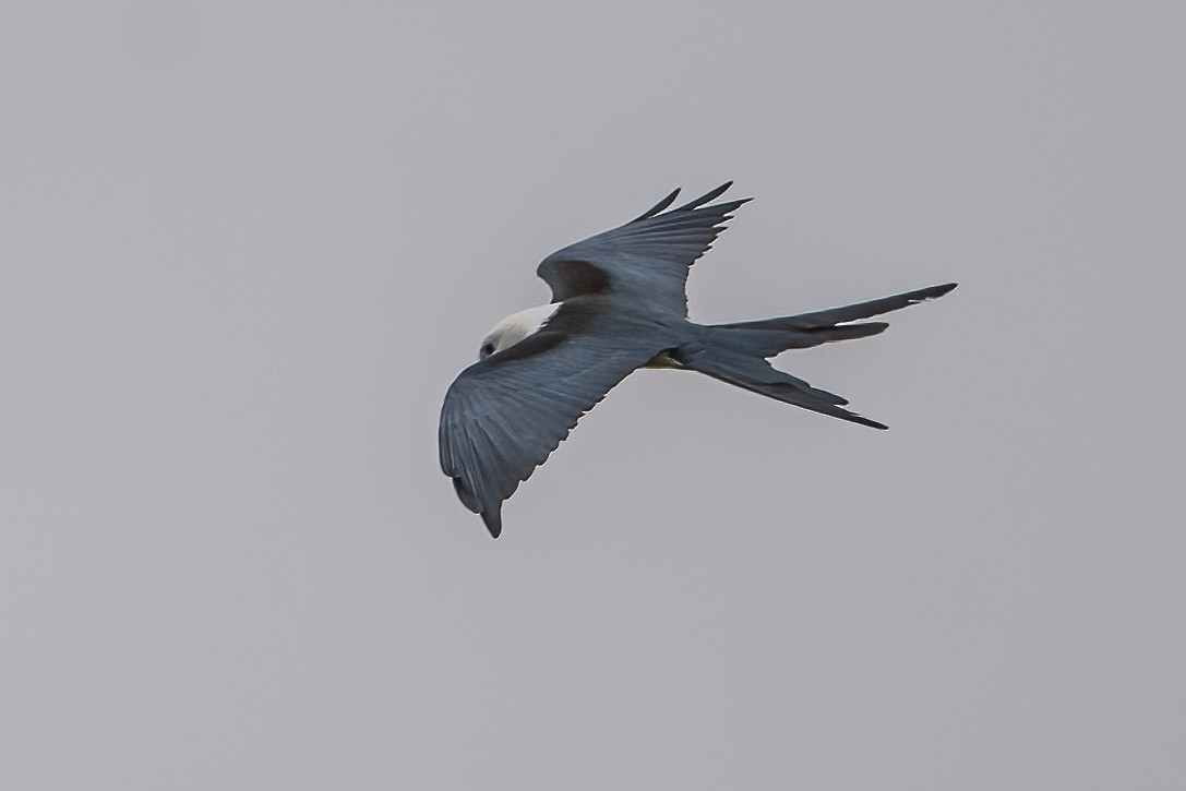 Swallow-tailed Kite - ML599074211
