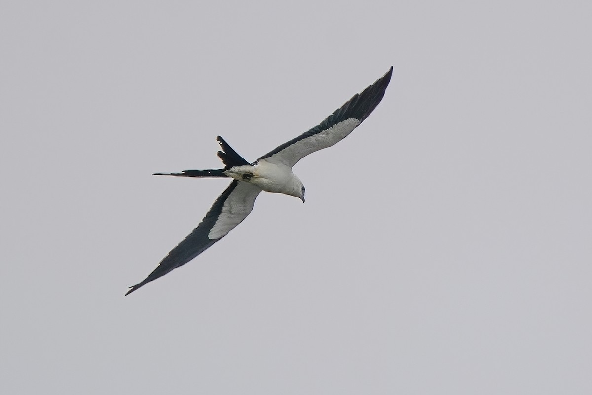 Swallow-tailed Kite - ML599074221