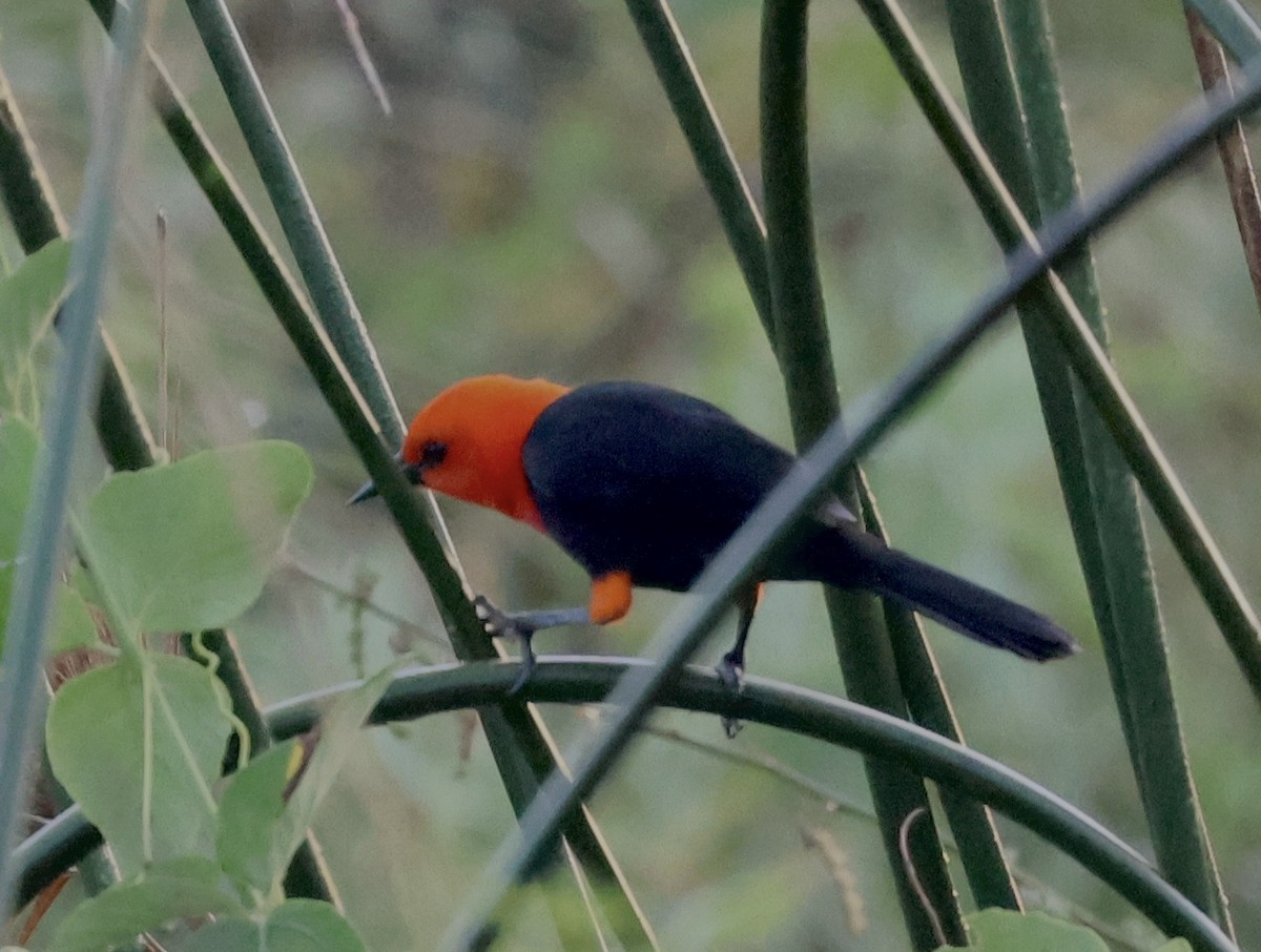 Scarlet-headed Blackbird - ML599074681