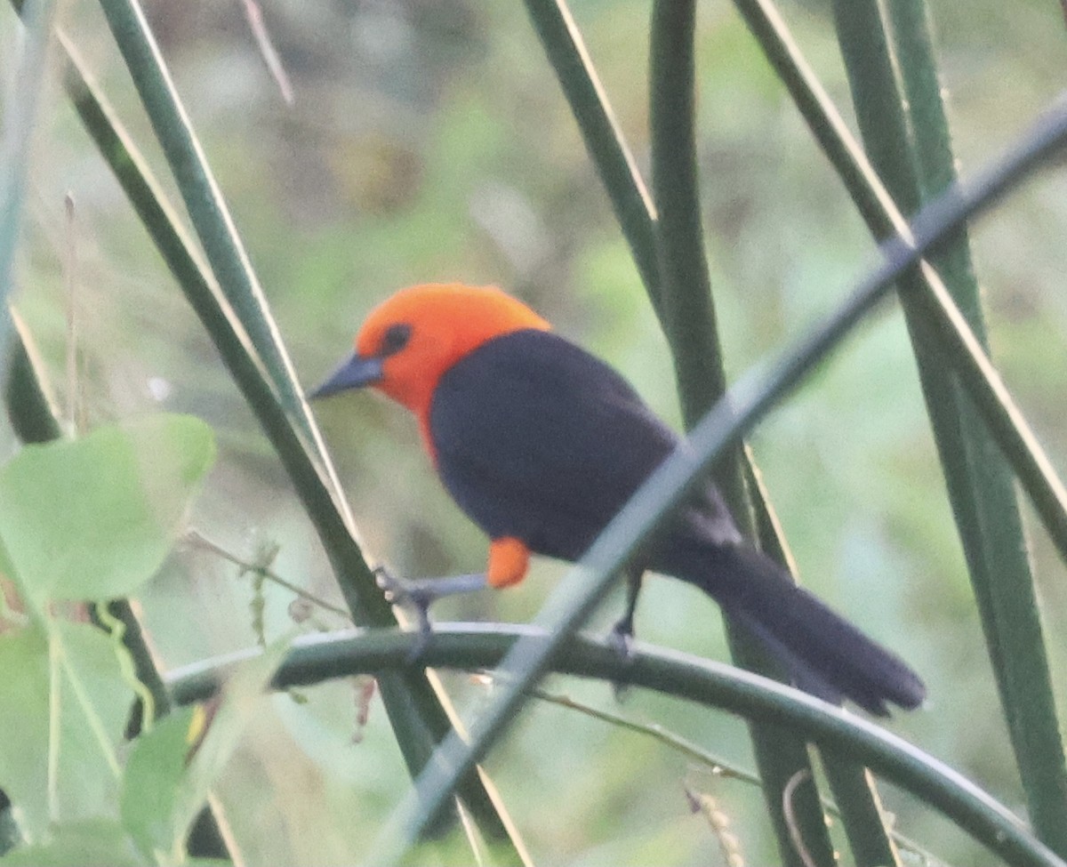 Scarlet-headed Blackbird - ML599074691