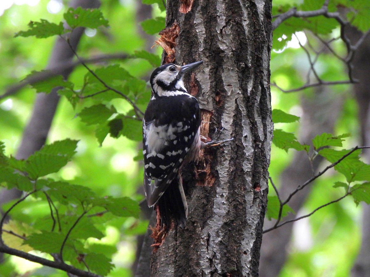 White-backed Woodpecker - ML599078151