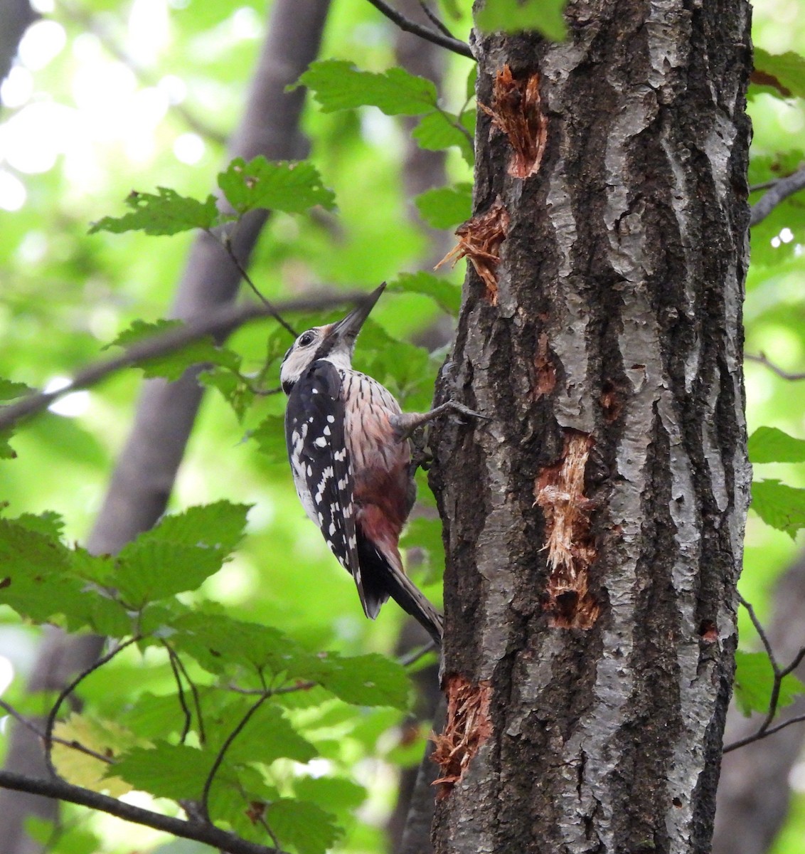 White-backed Woodpecker - ML599078161