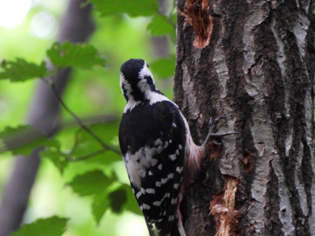 White-backed Woodpecker - ML599078171