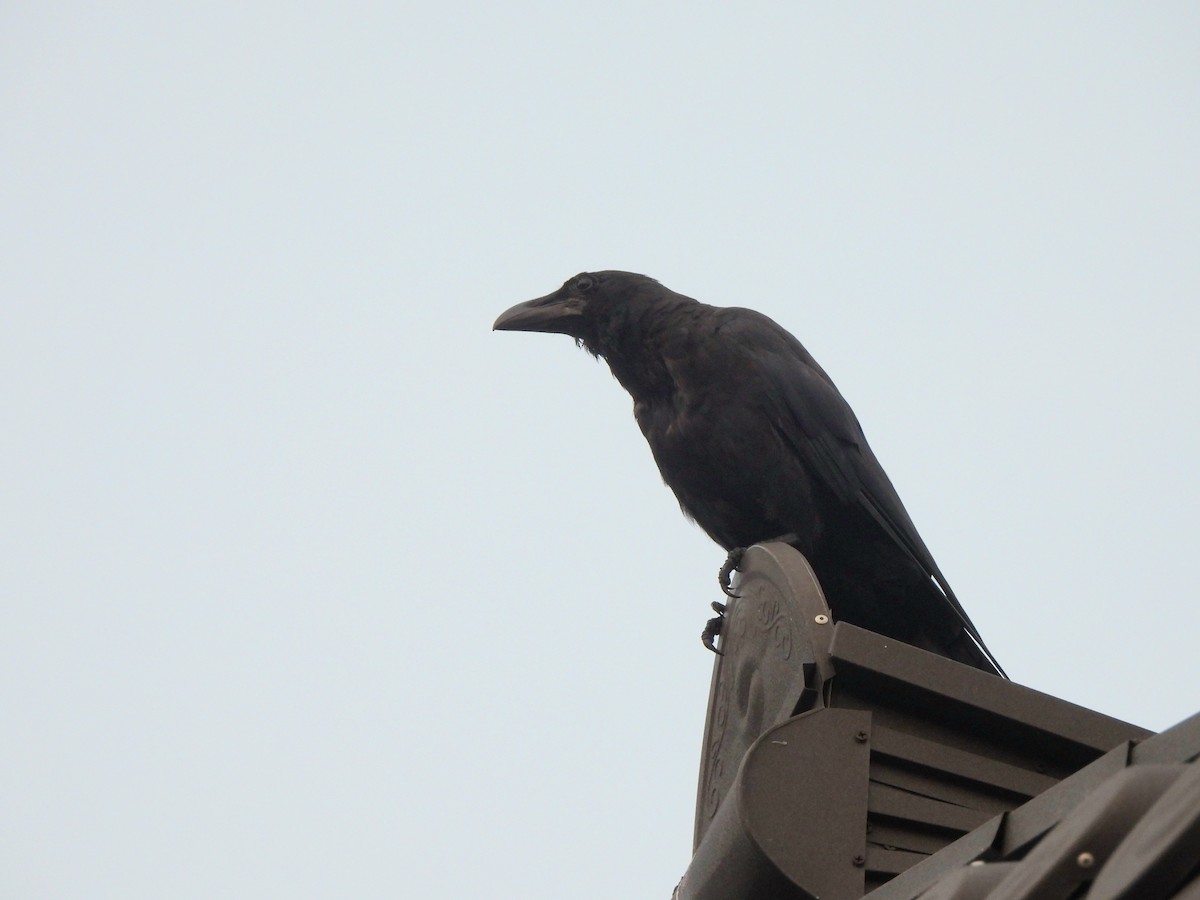 Large-billed Crow - ML599078381