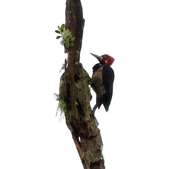 Crimson-crested Woodpecker - ML599079621