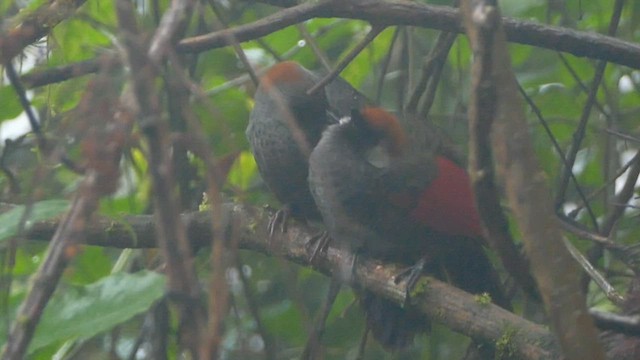 Red-tailed Laughingthrush - ML599079781