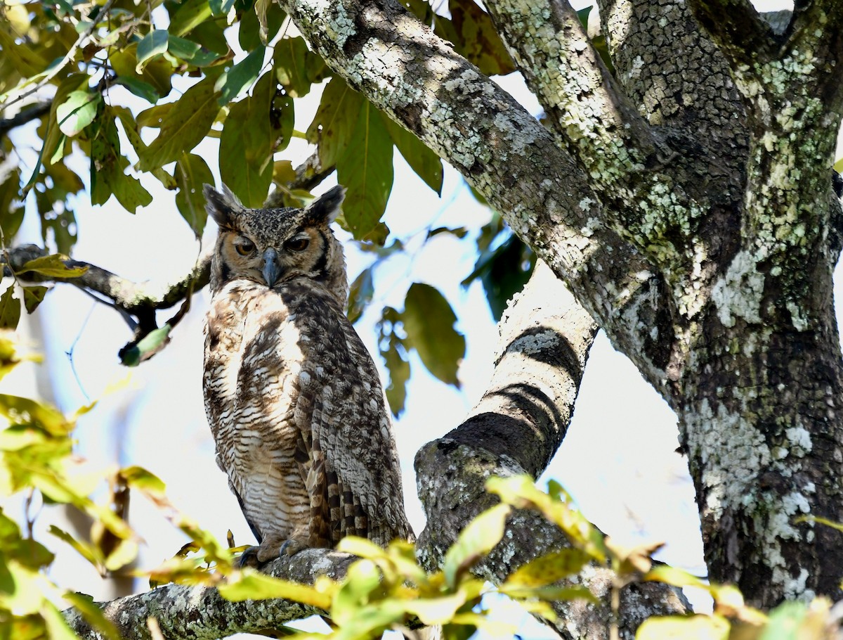 Great Horned Owl - ML599080441