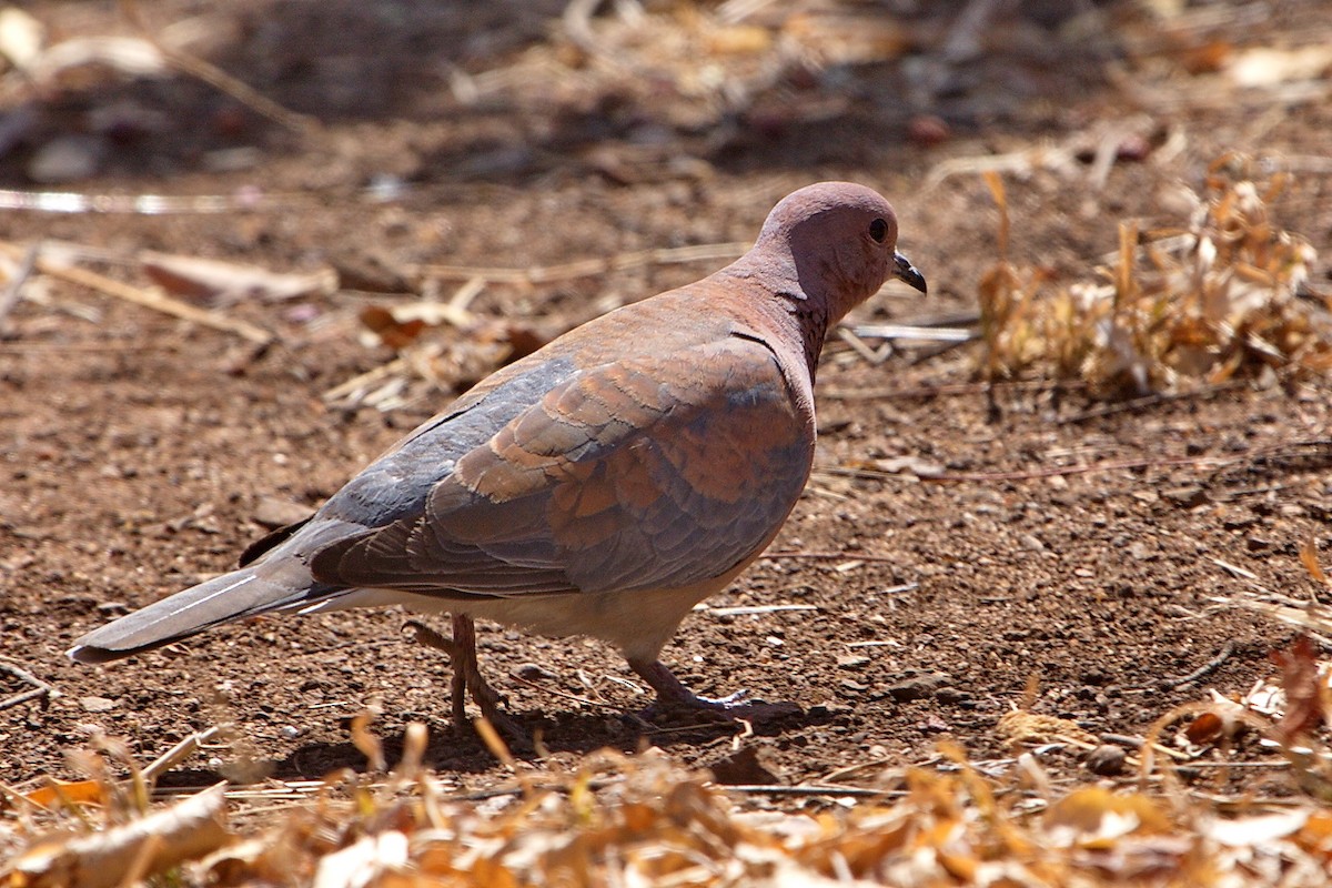 Laughing Dove - ML599085481