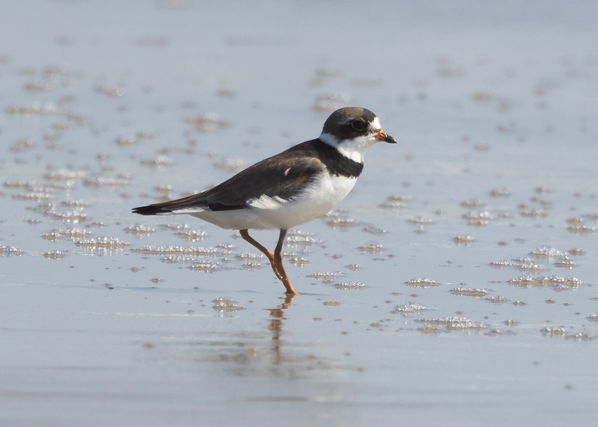Semipalmated Plover - ML599092831