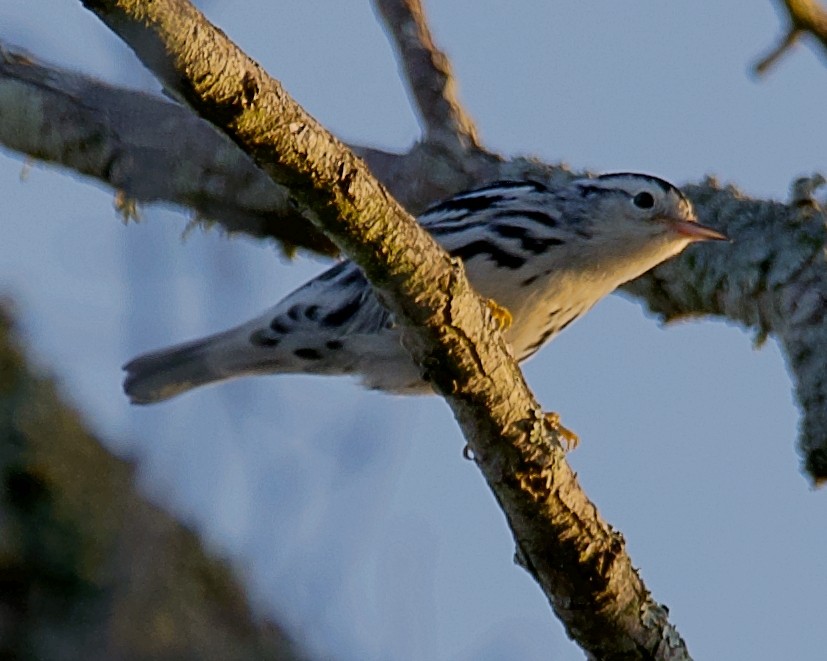 Black-and-white Warbler - ML599096341