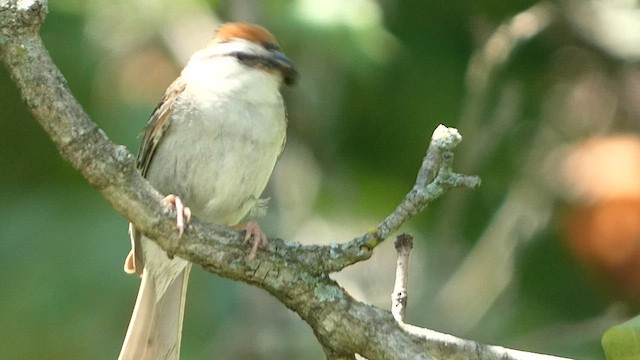 Chipping Sparrow - ML599098421