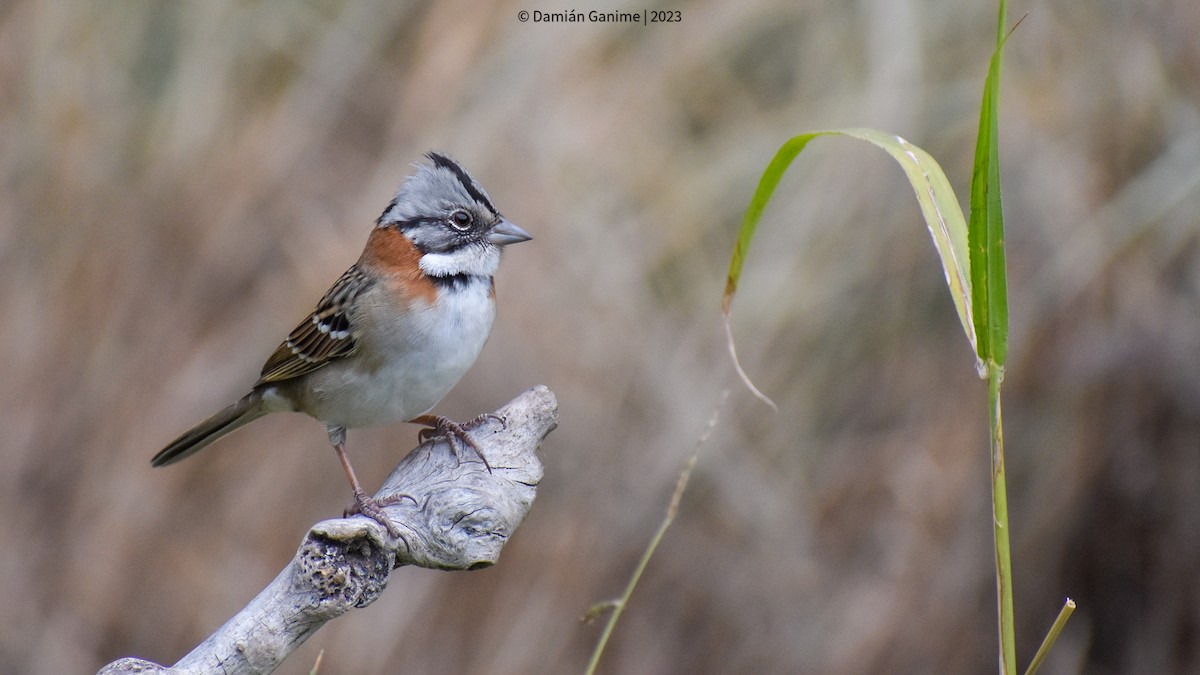 Rufous-collared Sparrow - ML599099661